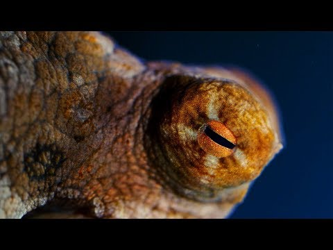 Les poulpes sont étranges et surprenants Les poulpes sont étranges et surprenants