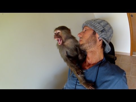 Une relation spéciale entre un babouin et Chris Colwell Une relation spéciale entre un babouin et Chris Colwell