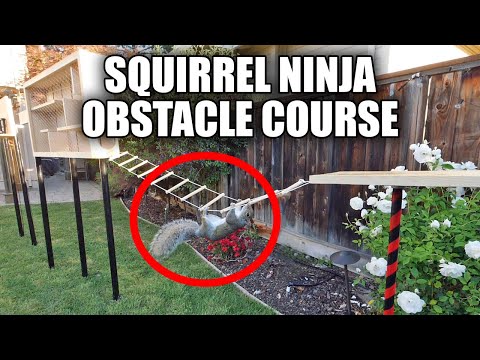 Ninja parcours pour écureuil Ninja parcours pour écureuil