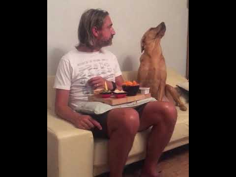 Un chien feint le désintérêt Un chien feint le désintérêt