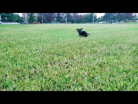 Un chien Bogeys super-heureux d Un chien Bogeys super-heureux d