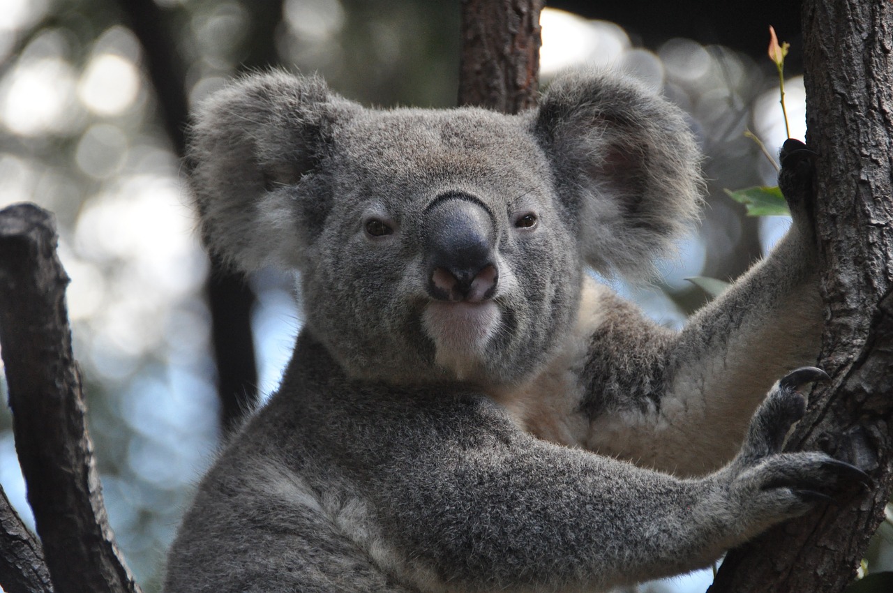 Un Koala s Un Koala s