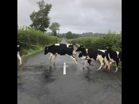 Des vaches considèrent une ligne blanche au sol comme un obstacle Des vaches considèrent une ligne blanche au sol comme un obstacle