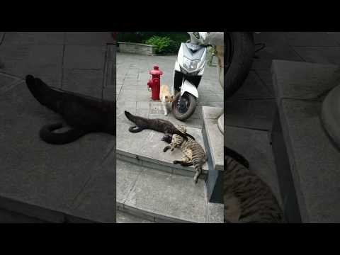 Un chat surprend sa partenaire dans les bras d