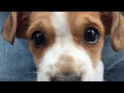 Un Uber gagne des étoiles avec un chiot Un Uber gagne des étoiles avec un chiot