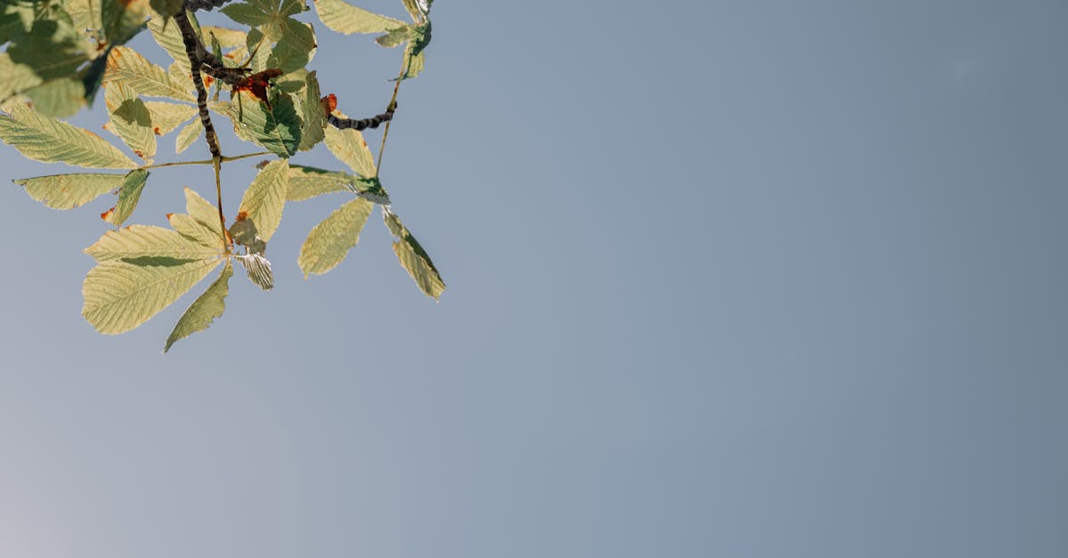 Personne tenant une capsule de vitamine D devant une fenêtre lumineuse symbolisant la prévention de la démence