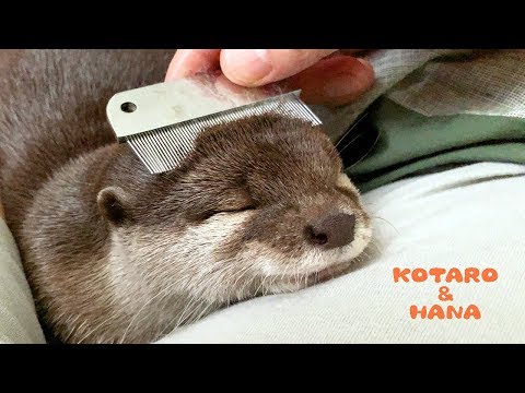 Loutre trop mignonne ! Loutre trop mignonne !