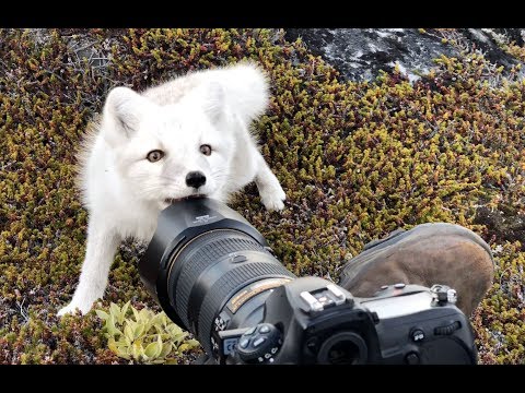 Il rencontre un renard arctique Il rencontre un renard arctique