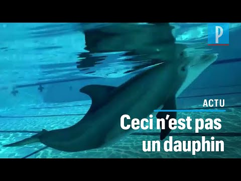 Des robots dauphins super-réalistes Des robots dauphins super-réalistes
