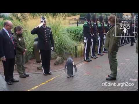 Un pingouin promu Brigadier par la garde royale norvégienne Un pingouin promu Brigadier par la garde royale norvégienne