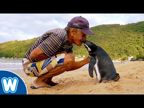 Jinjing le pingouin Jinjing le pingouin