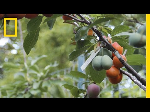 Un arbre fait pousser 40 variétés de fruits différents Un arbre fait pousser 40 variétés de fruits différents