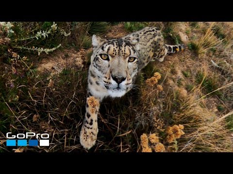 Léopard des neiges vue de très près Léopard des neiges vue de très près