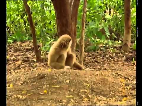 Un Gibbon troll des bébés tigre Un Gibbon troll des bébés tigre