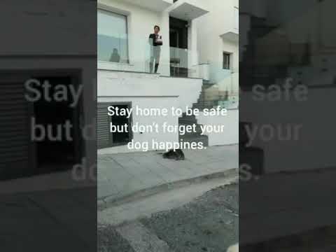 Sortir son chien sans risque pendant le confinement mondial Sortir son chien sans risque pendant le confinement mondial