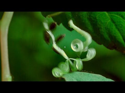 Les fruits explosifs et les chenilles Les fruits explosifs et les chenilles