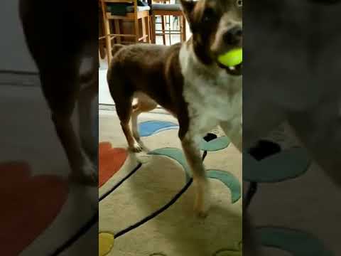Un chien danse pour montrer sa joie Un chien danse pour montrer sa joie
