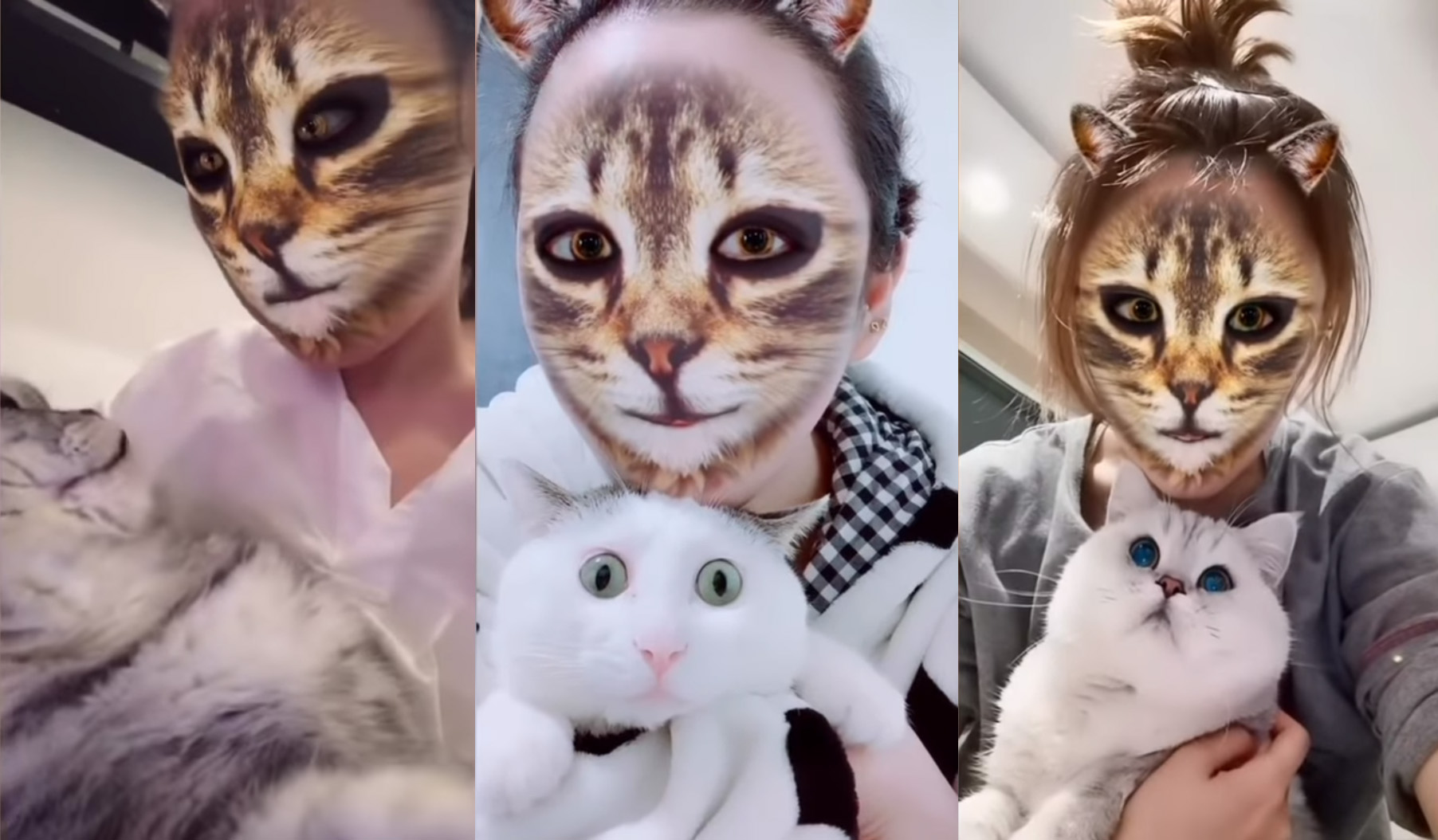 La réaction surprenante des chats qui voient leurs maîtres au travers d La réaction surprenante des chats qui voient leurs maîtres au travers d