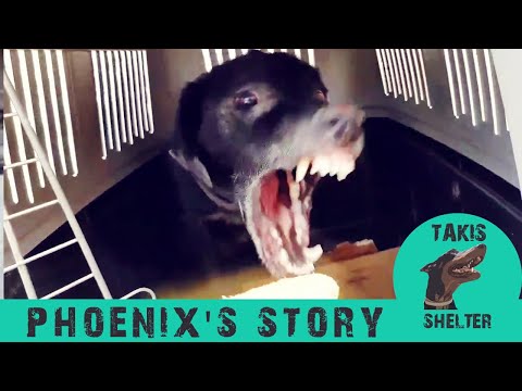 Aggressive dog gives in to hugs for first time after rescue from his aggressive owner -Takis shelter Aggressive dog gives in to hugs for first time after rescue from his aggressive owner -Takis shelter