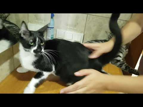 Un homme tapote ses chats, car il pense qu Un homme tapote ses chats, car il pense qu
