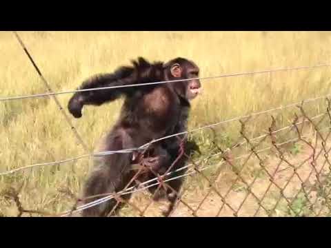 Réponse émotionnelle de primate à la musique Réponse émotionnelle de primate à la musique