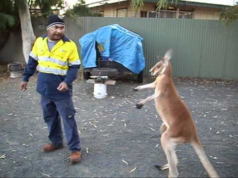 kangaroo boxing kangaroo boxing