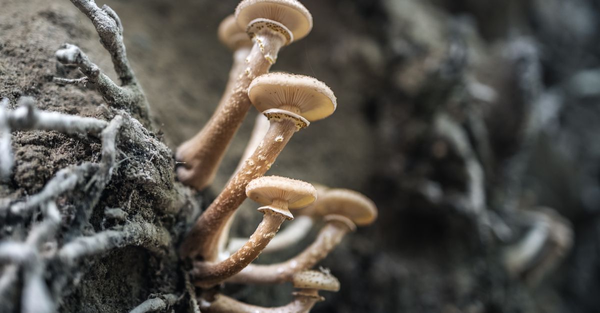 Radici di alberi e filamenti di funghi nel suolo di una foresta verdeggiante