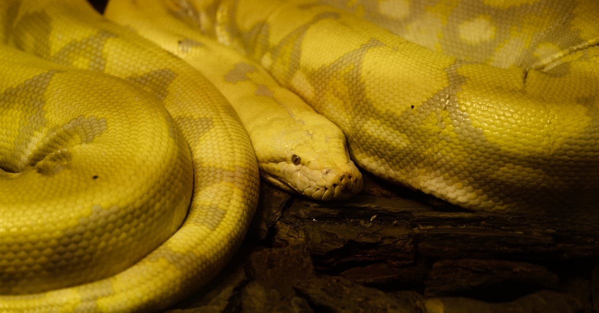 Forscher im Labor analysiert Python-Blutproben unter dem Mikroskop für eine Studie zur Fettleibigkeit