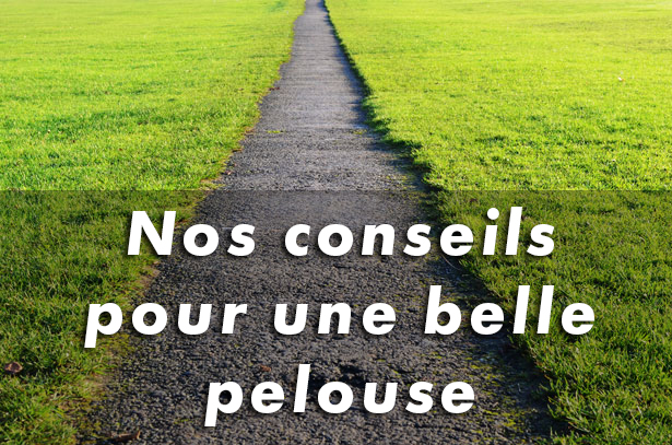 Conseil pelouse Conseil pelouse