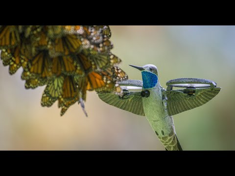 Vidéo sur les papillons monarques filmés par un petit robot espion Vidéo sur les papillons monarques filmés par un petit robot espion