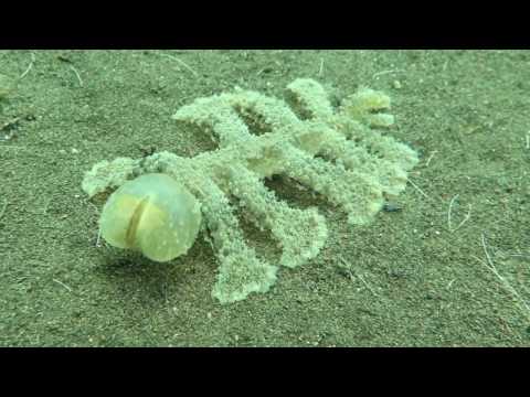 Une limace de mer en pleine action Une limace de mer en pleine action