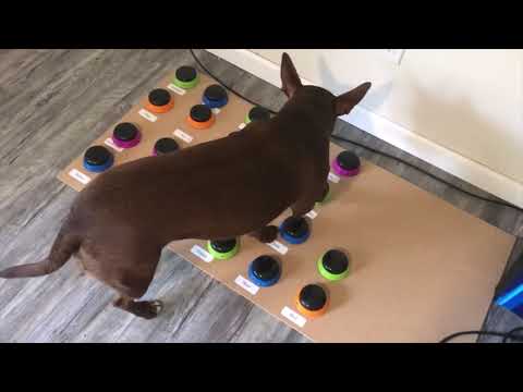 Stella, une chienne qui parle à l