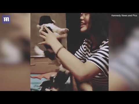 Des chiots attendent les bisous de leur maîtresse pour s Des chiots attendent les bisous de leur maîtresse pour s